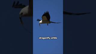 SwallowTailed Kite  Multipurpose Plumage animals birds nature SwallowTailedKite kite [upl. by Lecrad]