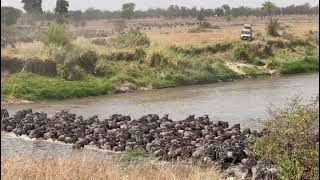 Serengeti National Park  The Great Wildebeest Migration 2021 [upl. by Mhoj]