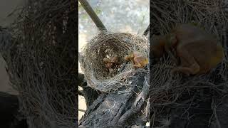 Black drongo bird babies P 23 short youtubeshorts [upl. by Annay964]