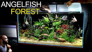 Building a STUNNING 3ft Aquarium for Angelfish amp Emperor Tetras [upl. by Oijres]