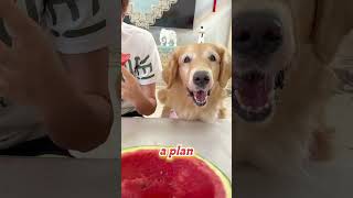 Pups Hilarious Food Takeover [upl. by Baram]