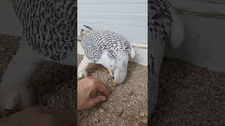 gyrfalcon male in heat gyrfalcon falconry falconrylife falcon birds animals [upl. by Leid]