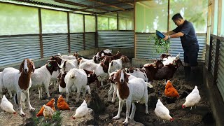 Millions of Profit from a Simple Goat Farm How to become successful in Raising amp Producing Goats [upl. by Mohkos140]