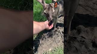 Southwest Louisiana Whitetails deer whitetail animals nature whitetaildeer louisiana [upl. by Mcdougall927]