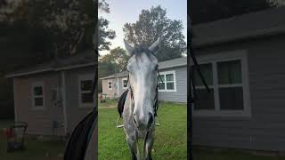 Using this sound on my ex racehorse 😂 [upl. by Surtimed]