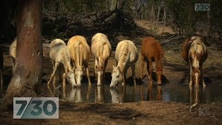 Australias wild desert horses This environment tests them to their limits  730 [upl. by Chapen883]