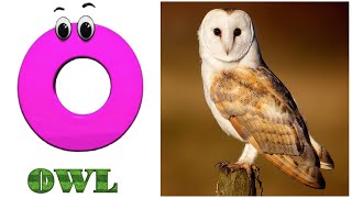 ABC Song  Birds🦉ABC Song  Phonics for Kids Learn ABC Baby Alphabet Letters [upl. by Uuge]