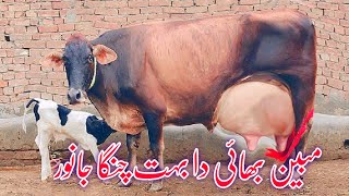 Jarsi Cholistani cross cow 30 kg milk 03005104051YouTube 182024 [upl. by Artemisia]