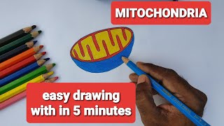 HOW TO DRAW MITOCHONDRIA EASILY STRUCTURE OF THE MITOCHONDRIA [upl. by Trev674]