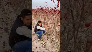 चीन में होने वाली लाल खजूर की खेती 😯 dates cultivation [upl. by Nivlak89]