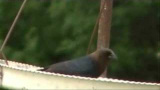 BrownHeaded Cowbird Song [upl. by Oliva]