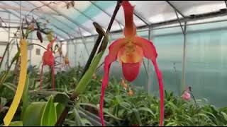 Comparing 2 different Phragmipedium Bouley Bays [upl. by Ibor]