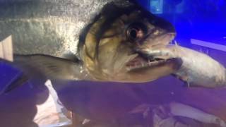 Monster Feeding Video 24quot Hydrocyon Armatus Payara eats a 9quot Mackerel [upl. by Libbna]