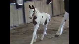 SAMSON RED WHITE GYPSY DRUM COLT 2013  Colt for Sale [upl. by Oirogerg727]