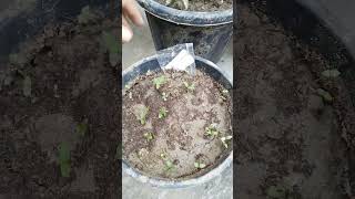 Easiest way to propagate Phlox plant from its seeds 🤞🤩 yt gardenplants garden gardening [upl. by Okoyk137]