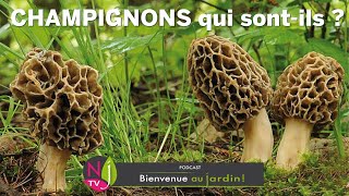 CHAMPIGNONS DÉCOUVERTE DU MONDE EXTRAORDINAIRE DES MYCÈTES  LES BONS LES MÉCHANTS LES UTILES… [upl. by Elag797]