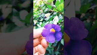 Thunbergia flower nature flowers flower flowers [upl. by Enined]