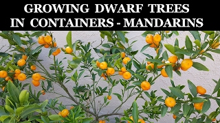 Growing Dwarf Citrus Trees In Containers  Kishu Mandarin [upl. by Eidac]