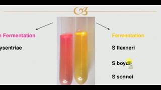 Microbiology  1  BAC  SHIGELLA [upl. by Ellehcar]