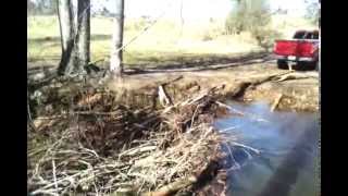 Tearing down a Beaver Dam [upl. by Mela]