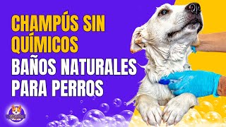 5 RECETAS SENCILLAS DE CHAMPÚ PARA PERROS con productos naturales [upl. by Qahsi]