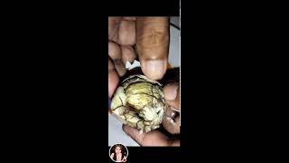 Balut egg embryo well known exotic food I Most of the Philippines viral asmr trending [upl. by Elyrad]