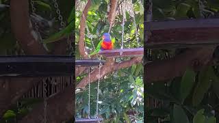 Lorikeets breakfast time lorikeets birdslover [upl. by Ettinger]