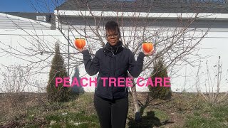 Peach Tree Care  Pruning  Bug Protection [upl. by Niel531]