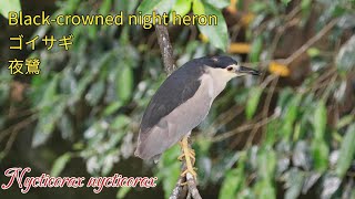 【4K】夜鷺Blackcrowned night heronゴイサギNycticorax nycticorax [upl. by Muffin]