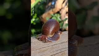 CARACOL CHILENO Chiliborus rosaceus [upl. by Monk]