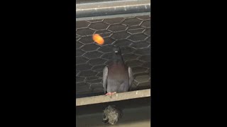 PIGEONS Blowgun [upl. by Anuhsal940]