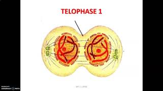 Les divisions cellulaires et la fabrication des gamètes  phase S et étapes de la méiose [upl. by Arekat]