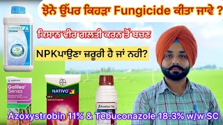 Azoxystrobin 11 amp Tebuconazole 183 ww SC ਝੋਨੇ ਉੱਪਰ ਕਿਹੜੀ ਫੰਗੀਸਾਈਡ ਕੀਤੀ ਜਾਵੇ  khetibadi paddy [upl. by Pierrepont]