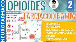 MECANISMO DE ACCIÓN RECEPTORES OPIOIDES U K D Efectos Farmacológicos AGONISTA  ANTAGONISTA 2 [upl. by Nosaes]