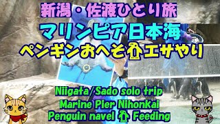 新潟・佐渡ひとり旅★マリンピア日本海★ペンギンおへそ🐧エサやり・Marine Pier Nihonkai・Penguin navel 🐧 Feeding・NiigataSado trip [upl. by Aubarta]