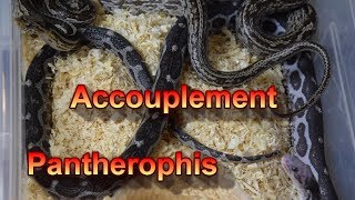 Accouplement Pantherophis guttatus [upl. by Ailiec833]