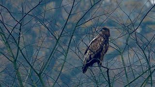 Zeearend 🦅 Rekken strekken poetsen poepen en vliegen maar [upl. by Mali]