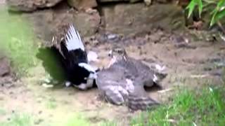 Sperber ertränkt Elster sparrow hawk drowns magpie [upl. by Nassir]