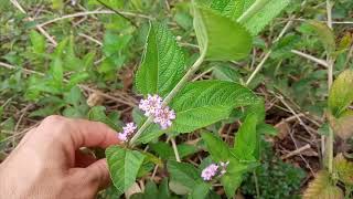 MELISSA ou ERVACIDREIRABRASILEIRA Lippia alba benefícios do chá dessa planta medicinal [upl. by Repsac]