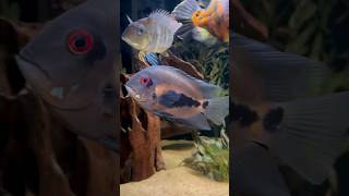 The Uaru Cichlids in the 180 Gallon Tank [upl. by Belding922]