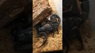 Hottentotta gentili❤️ foryou shortvideo scorpion fyp [upl. by Parette503]