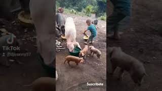 AL CAMPO ME FUI shortvideo fincas mirancho [upl. by Yorle]