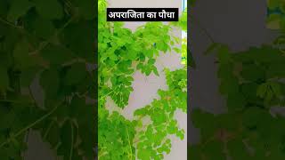 असानी से लगाये शुभ aprajita ka plant ☘️soil mix of aprajitaorganic ☘️🪴plants [upl. by Ahsaelat]