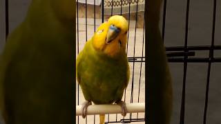 Happy Budgie Sounds shorts birdslover budgies [upl. by Ecineg]