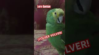 Loro canta VOLVER VOLVER de Vicente Fernández vicentefernández chente volvervolver quierovolver [upl. by Harrell]