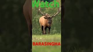 barasingha [upl. by Saunderson675]