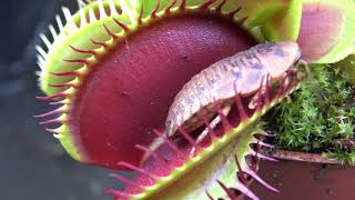 Best Venus Flytrap Trapping Compilation 2018 [upl. by Septima]