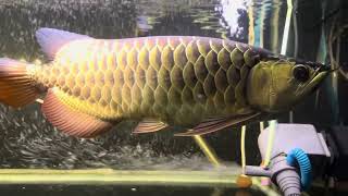 Exotic 24k golden arowana in Kolkata [upl. by Albers]