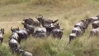 Wildebeest Migration Mara River Crossing Tanzania [upl. by Slack472]