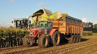 Claas Jaguar 900 Fieldshuttle  Loonwerken De Bruyne  mais 2013 [upl. by Aisatsana]